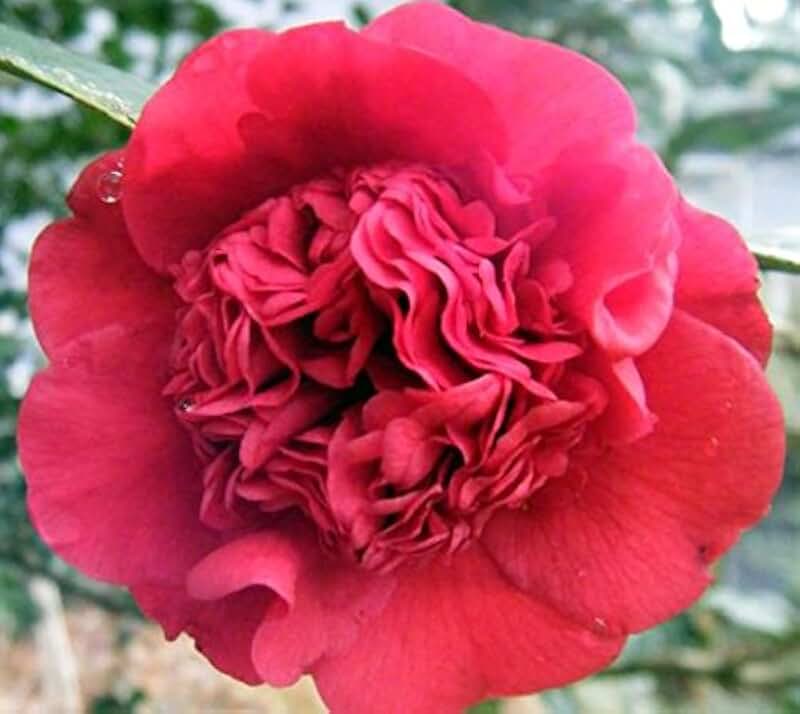camellia plants for sale