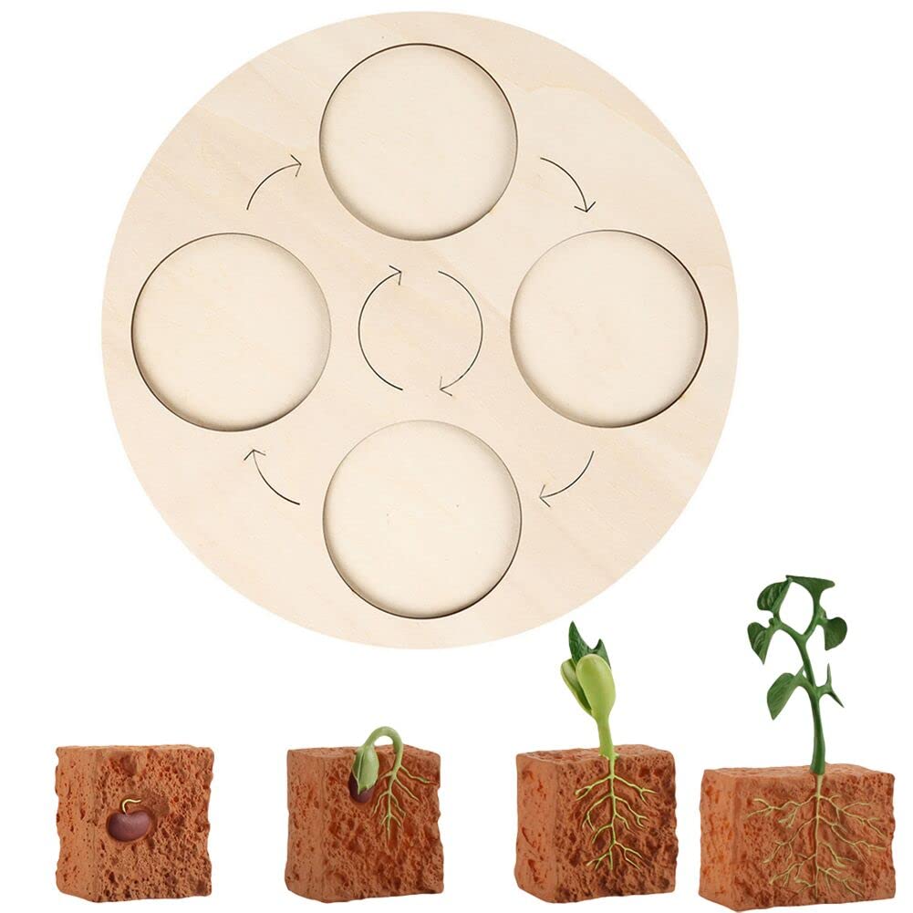 Buy s Growth Cycle,s Life Cycle Figurines Kit with Wooden Montessori