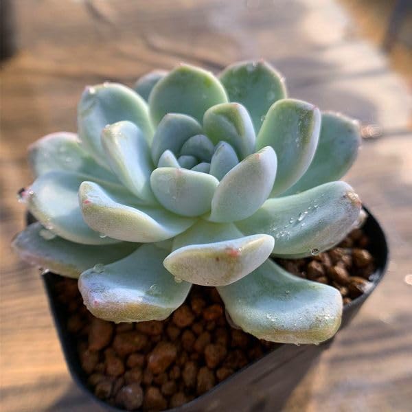 エケベリア Haku かなで Amazon.co.jp: 農園直売 多肉植物 寄せ植え エケベリア属 雪魅大福