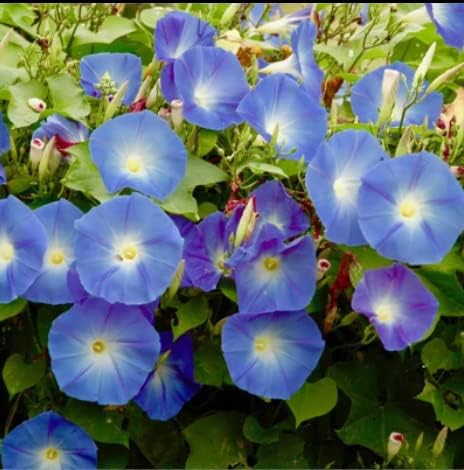 Miniatura 5 de 200 semillas de gloria de la mañana para plantar semillas de flores sin OMG para decoración del jardín del hogar, fácil de cultivar