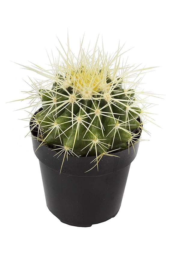Greenursery Live Ball Cactus Indoor Plant For Living Room Balcony Home And Office Decoration Decor Live Plant with Beautiful Color Pots (Ball Cactus)-image-38