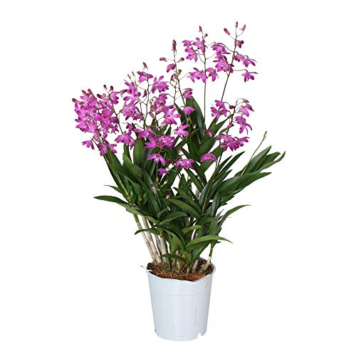 Choice of Green - Orchid Dendrobium Berry Oda - Live Indoor Plant in Growers Pot Diameter 12 cm - Height 40 cm - Quality from Holland - Fresh from The Grower