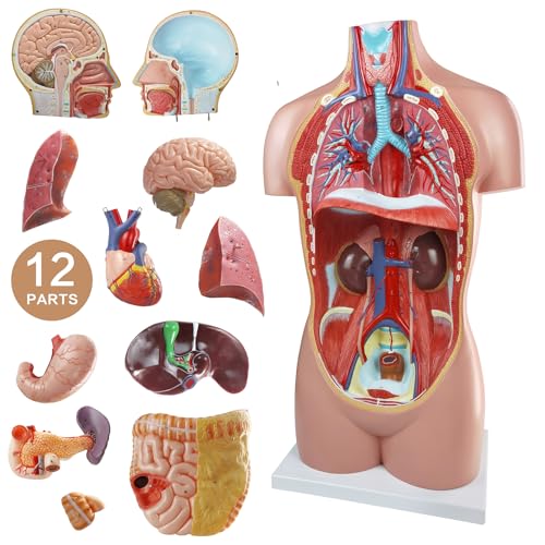 Image of Human Body Anatomical Model with Removable Heart Head Skull Brain Liver Lungs Organs, Life-Size 34.5 inch Human Torso Anatomy Model with Base for Medical Science Education Study or Teaching