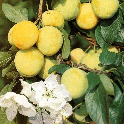 Direct Plants Prunus Domestica Oullins Golden Gage Plum Tree, Juicy Fruit, Self-Fertile Outdoor Trees for Garden & Patio, 5-6ft Tall, Supplied in a 7 Litre Pot