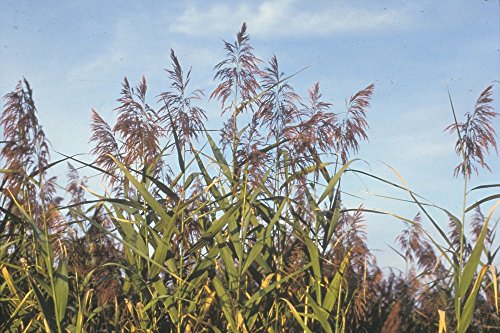 2 x Marginal Plants - Including a pot and compost - Live Water Plant Aquatic Pond Lake Marginal (Phragmites australis (Common reed, Norfolk reed or Phragmites communis))