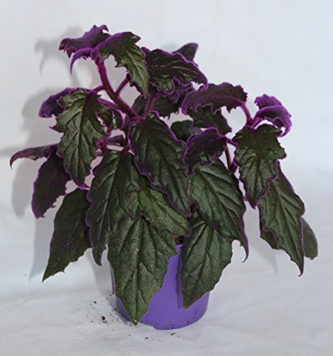 Gynura Aurantiaca Purple Passion (Maceta 9 cm Ø) - Planta Viva de Interior