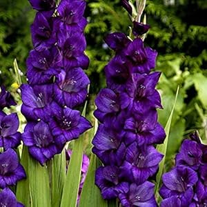 10 Stks Paarse Mate Gladiolen Bollen Mooie Bloeiende Vaste Planten Zwaard Lelie Tuin Balkon Binnenplaats Decoratie…