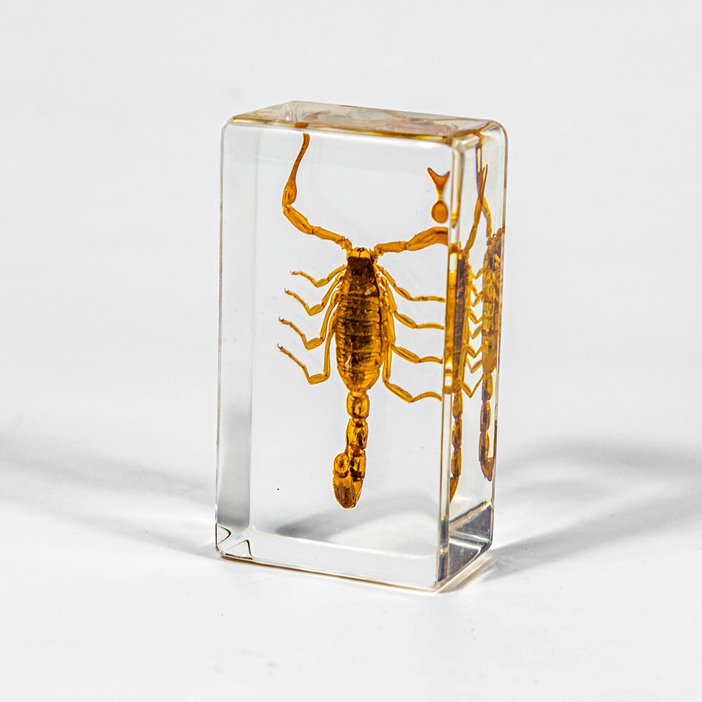 KSVMOAG Real Resin Specimen, Real Scorpion Insect Artificial Amber,Perfect for Preschool,Bugs Collection Paperweights for Classroom Science Taxidermy, and Home Displays