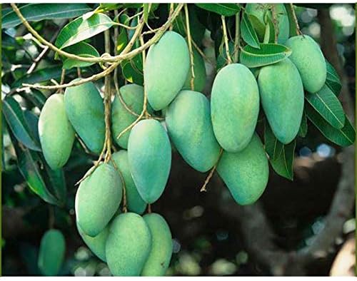 Modern Plants Live Mango All Season/Aam Baramasi Fruit Healthy Plant