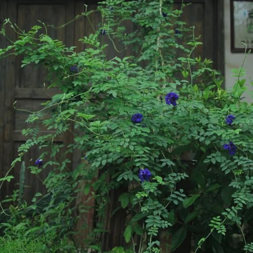 Semillas de Clitoria ternatea, Semillas de guisante mariposa, de jardín semillas de regalos de jardín para mujeres 150pcs