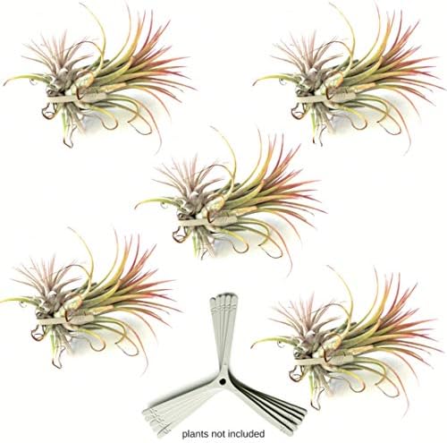 Wall Planter Set of 5 Wall Air Plant Holder Wall Terrarium| Orchid Mount AirPlant Holder Air Plant Containers| Hanging Orchid Planter| Wall Mounted Plant Hook| Wall Plant Mount for Tree Air Knots G5