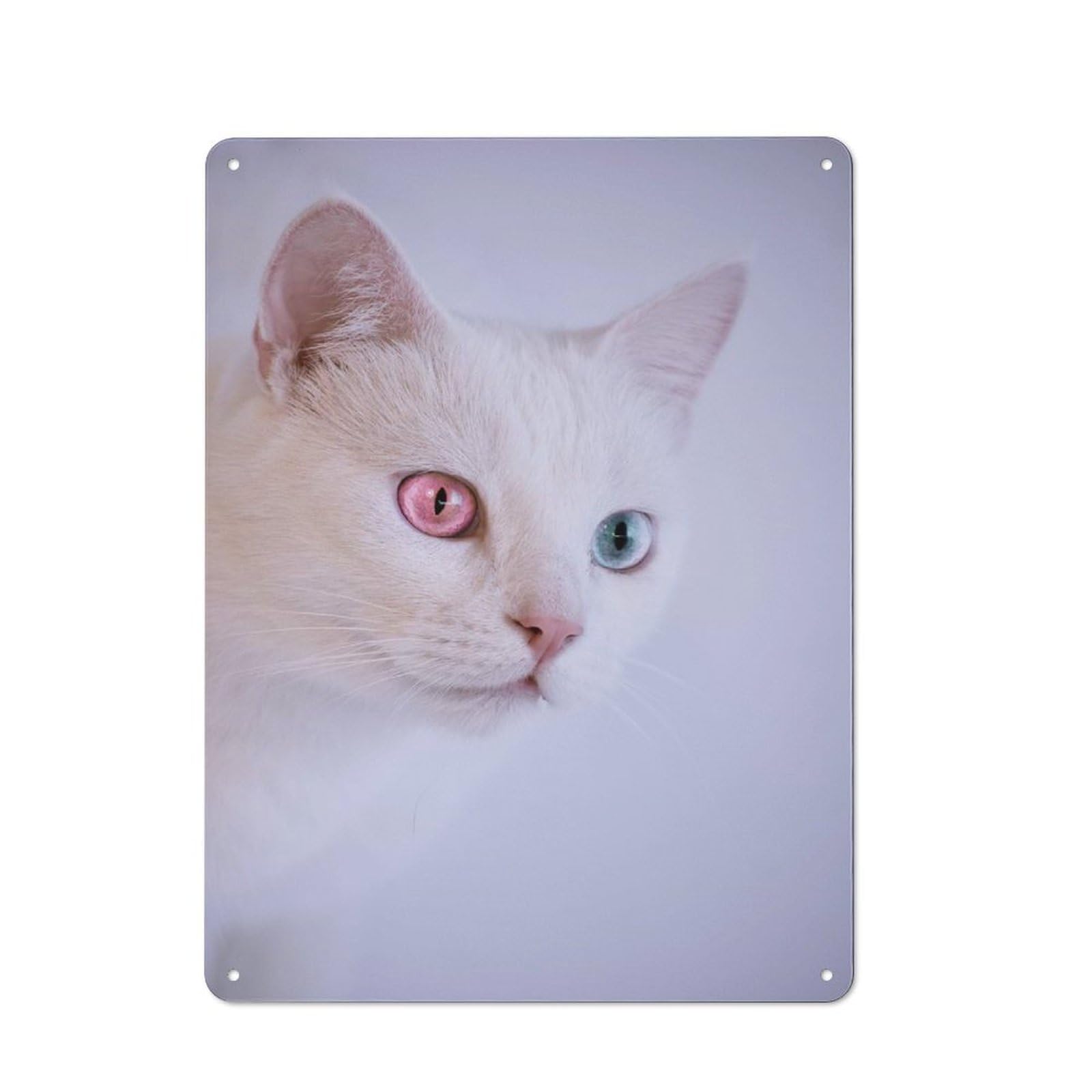 White Cat with Heterochromia Metal Wall Plaque, Easy to Hang Plaque for Garage, Shed, Workshop Or Hobby Room, 40x30cm