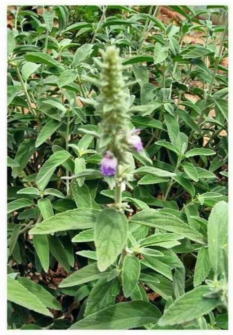 KUBERA Lakshmi MOOLIGAI THIRI/Malabar Catmint Fresh Leaf/Perumthubai Leaf/PEI Viratti Fresh Ellai - 9 Nos