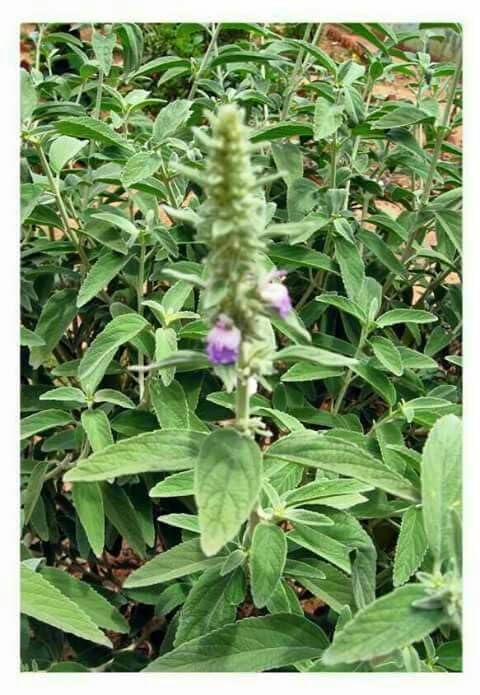 KUBERA Lakshmi MOOLIGAI THIRI/Malabar Catmint Fresh Leaf/Perumthubai Leaf/PEI Viratti Fresh Ellai - 9 Nos