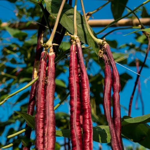 500 piezas medir semillas de frijol - de jardín semillas bonsái resistentes para jardín, cama elevada para balcón