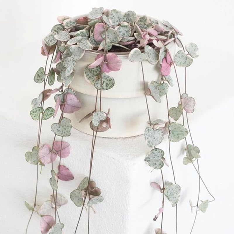 Miniatura 3 de Ceropegia Woodii Variegada Cadena de Corazones Planta Viva, Enredadera Suculenta Trepadora, Rara Planta de Interior Viva en Maceta