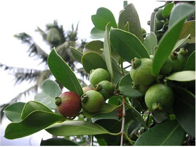 Image of Rare Red Strawberry Guava Cattley Guava Cherry Guava Hybrid Variety Live Plant Grafted Original Variety