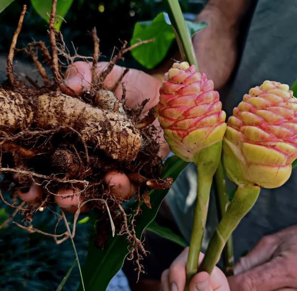 10 Shampoo Ginger Tuber for planting