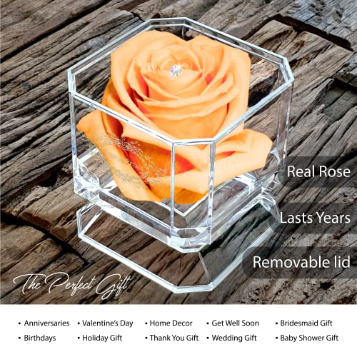 A 100% Real Rose That Lasts Years - Eternal Petals, Handmade in UK - Gold Solo with A Multicolour Swarovski Crystal (Peach) - Image 2