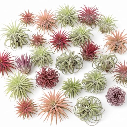 Tillandsia Air Plants Pack of 12 Live Indoor Plants