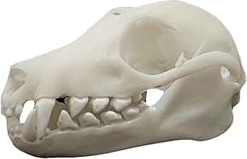 51cS0t5qOjL._AC_UF350,