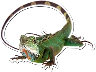 Australian Water Dragon Lizard - 4 Inch Full Color Vinyl Decal for Indoor or Outdoor use, Cars, Laptops, Décor, Windows, and More