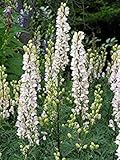 Artikelzustand: Neu vonly 10 Aconitum Samt, weißen Eisenhut, Eisenhut, Gemswurz, Teufels Helm