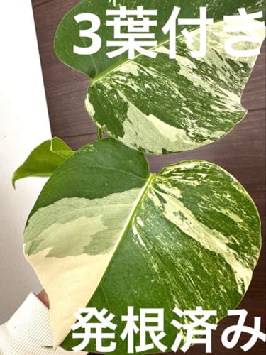 モンステラ ホワイトタイガー」の人気商品一覧 | 安い商品を通販サイト