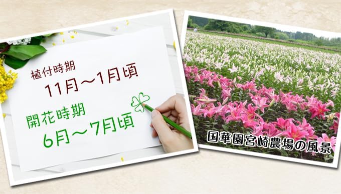 球根 超特大球 ピンクカサブランカ（ラブラドール） 20球 / 国華園 【ヤマユリ】 24年秋商品