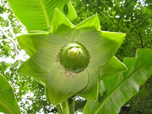 バナナエレファント Amazon | スノーバナナ（エレファントバナナ）の種(10粒) | 果物