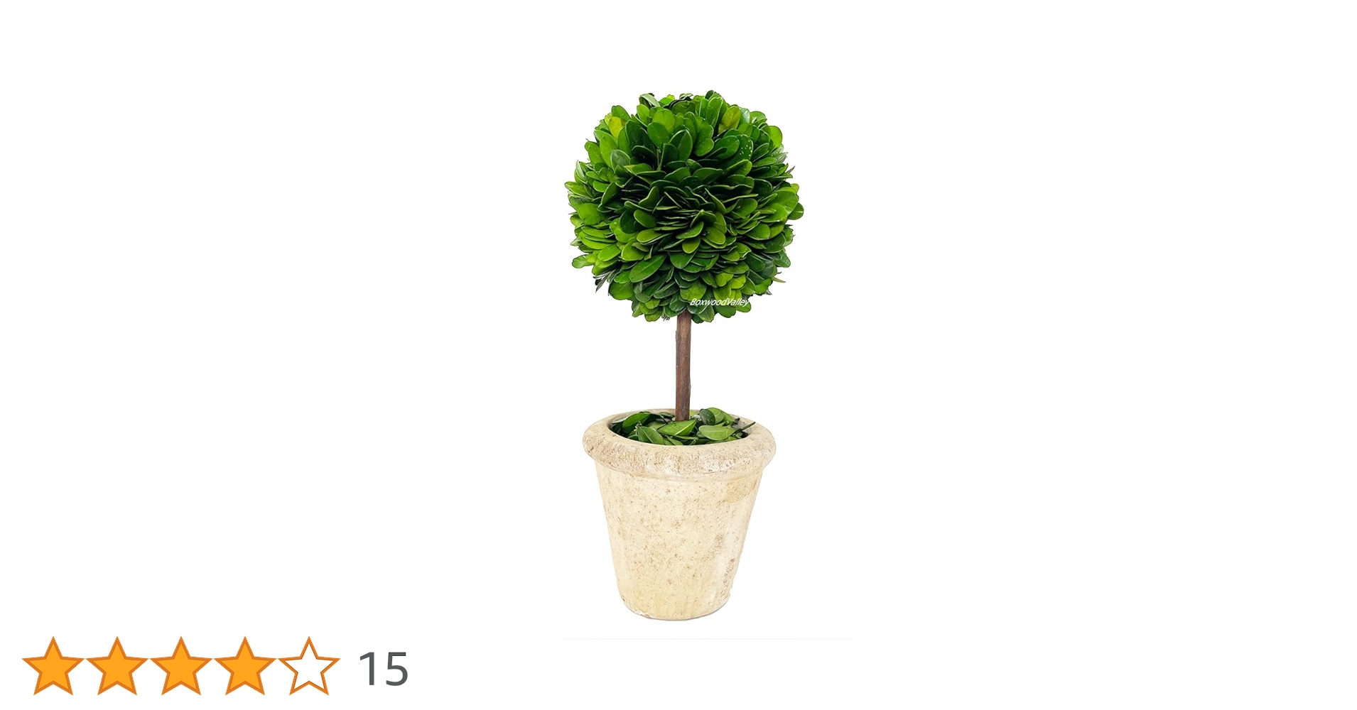 Amazon｜天然保存ツゲの木のトピアリー ポット13インチ 美しい緑