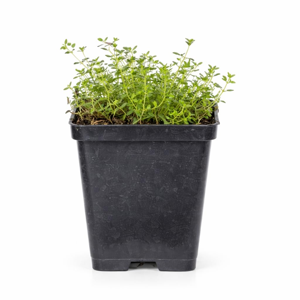 Thymus praecox Coccineus Exotenherz en pot de 9 cm lot de 60 plantes tapissantes