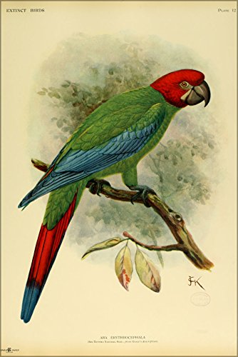 History Galore 24"x36" Gallery Poster, The Jamaican Green-and-yellow Macaw 1907