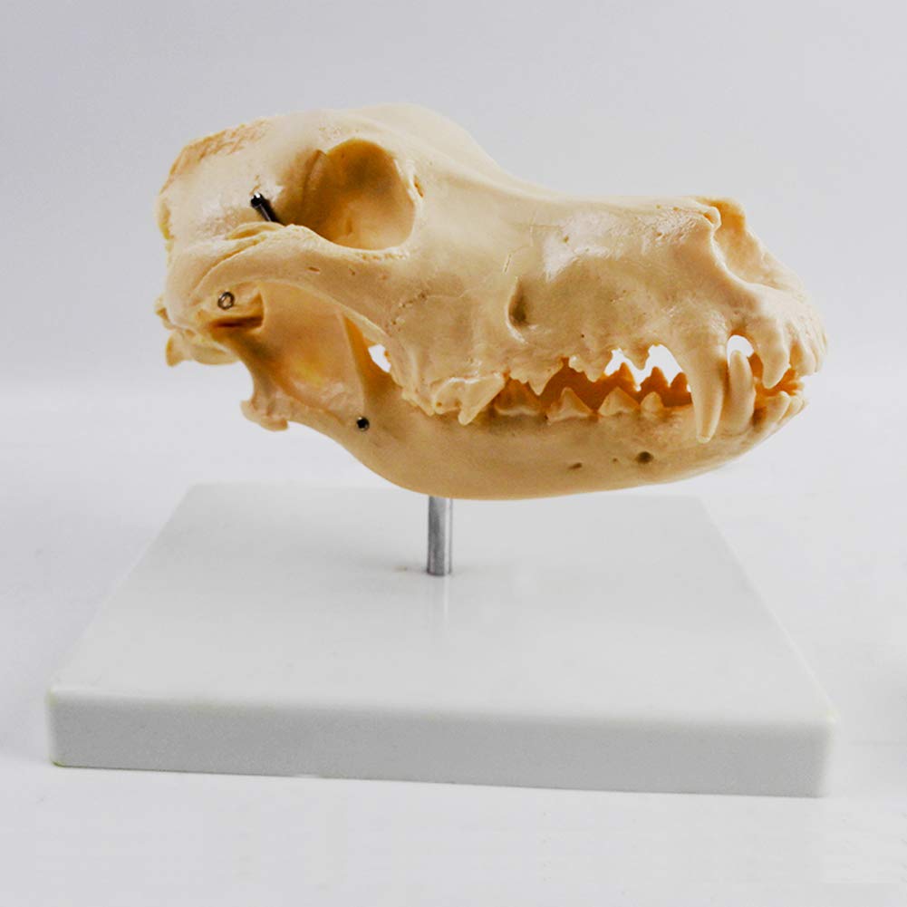 AMITD Dog Skull Model, Animal Skeleton, Veterinary Teaching & Movie Props, Decoration