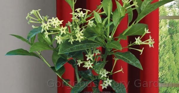 See full amazon price history chart for Gorgeous Glory Garden Live Live Raat Ki Rani Jasmine Plant With Black Plastic Pot - Decorative Outdoor Flower Plant With Pot Pack Of 2 Gorgeous Glory Garden Live Live Raat Ki Rani Jasmine Plant With Black Plastic Pot - Decorative Outdoor Flower Plant With Pot Pack Of 2 (B0D5Z2NL2K) Amazon Price History, Amazon Price Tracker