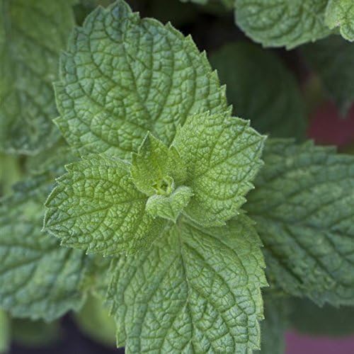 Apfelminze Minzpflanze Mentha suaveolens 'Apple Mint' im