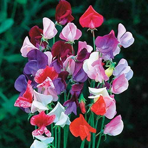 Sweet Pea Heirloom Mixed Seeds Lathyrus odoratus Hardy Annual Flower Garden Plants Sweet Pea Heirloom Mixed 1 Packet 20 Seeds by Thompson and Morgan