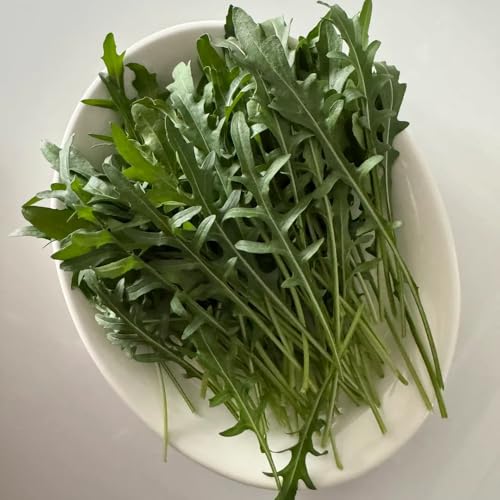 Arugula Seeds, Fast‑Growing Green, Succession Planting, Cut‑and‑Come‑Again Crop, Garden Rotation 250pcs