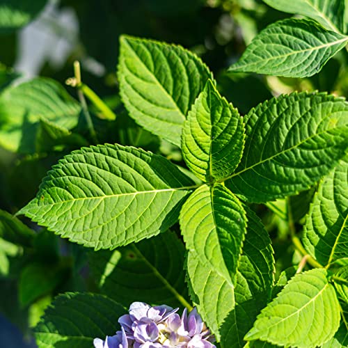 Perfect Plants Endless Summer Hydrangea Shrub In 1 Gallon Pot | Reblooming Blue Or Pink Flowers | Plant In Shade Or Sun | Live Shrubs For Outdoor Planting #TOP5