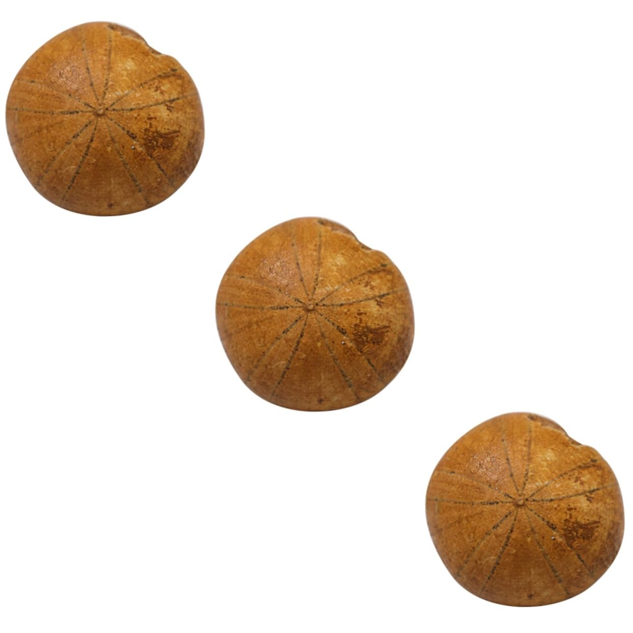 iplusmile 3piezas Sea Urchin Specimen Educational Ornament for Classroom Decoration