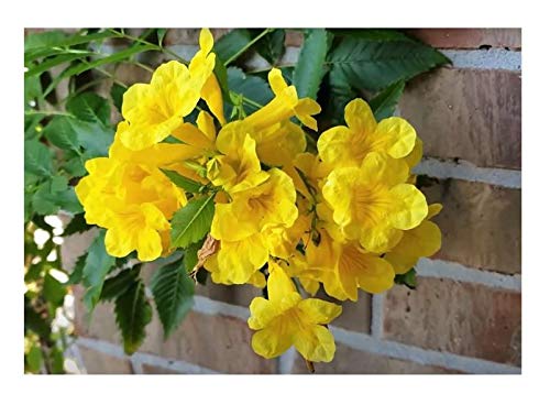 Stk - 10x Tecoma stans Gelbe Trompetenblume Strauch Pflanzen - Samen ID191 - Seeds & Plants Shop by Ipsa