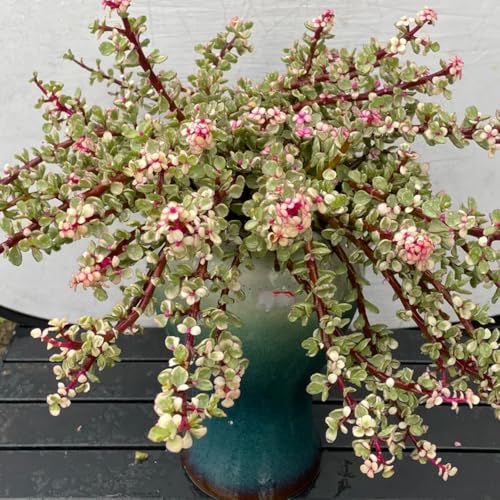 semi di albero giada - Aiule rialzate per giardino portulacaria afra, resistenti all'inverno 300pcs