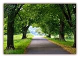 XXL Poster 100 x 70cm (F-225) Allee im Sommer auf der 