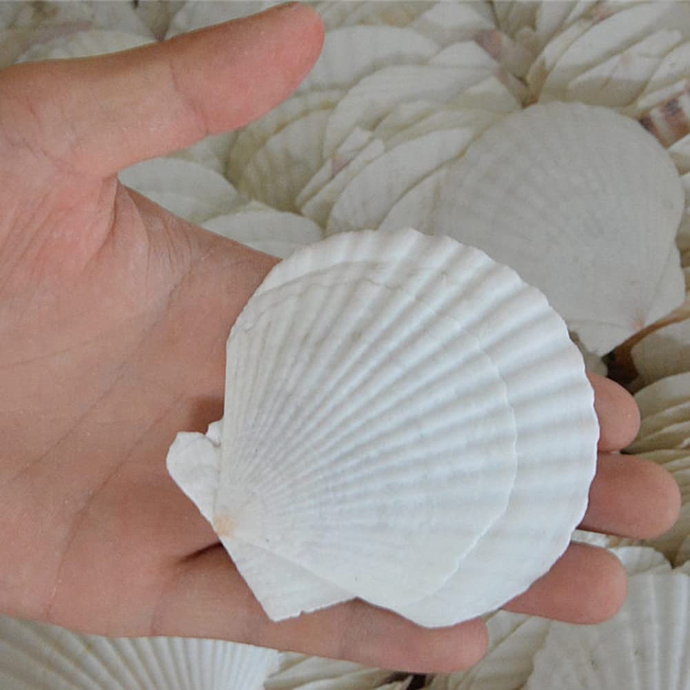 Guscio di Capesante Naturale da 25 Pezzi, Speciale per La Produzione Creativa DIY Fatta un Mano Guscio da Colorare DIY Fatto un Mano