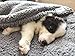 furrybaby Dog Blanket Soft Dog Blankets for Large Dogs Puppy Essentials Washable Sherpa Fleece Cat Blanket 32x40 Inches for Bed Furniture Couch Sofa (Medium, Grey)