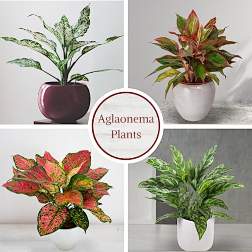 Aglaonema Live Plant Collection