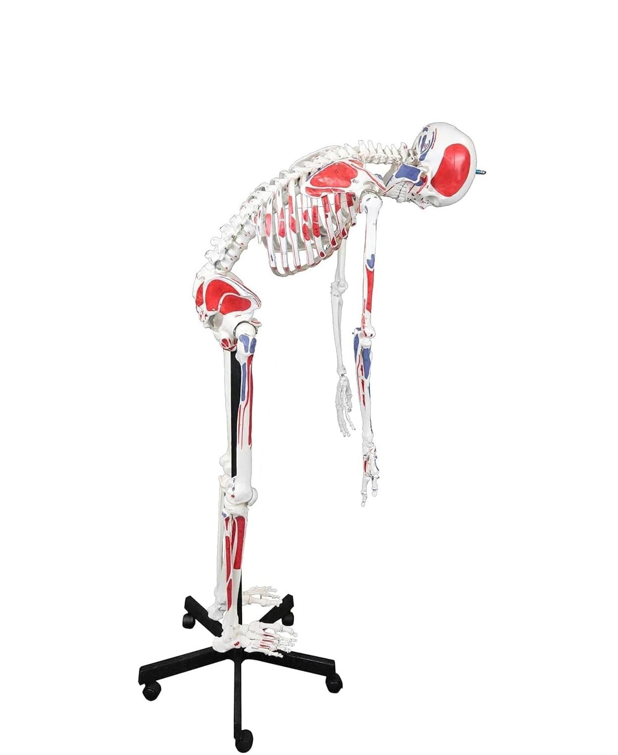 Pełnowymiarowy model anatomiczny ludzkiego szkieletu o długości 170 cm z malowanymi mięśniami i podstawą rolkową