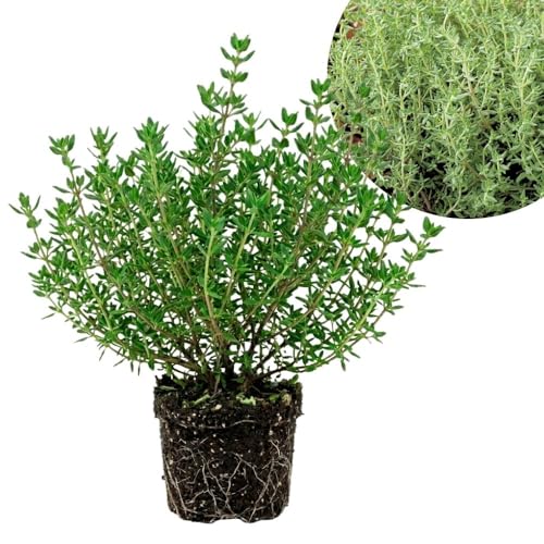 English Thyme Live Plant 3-6 Inch Tall Thyme Herb Plant for Outdoor Garden and Indoor Container Growing Fragrant Herb Plant No Pot Included