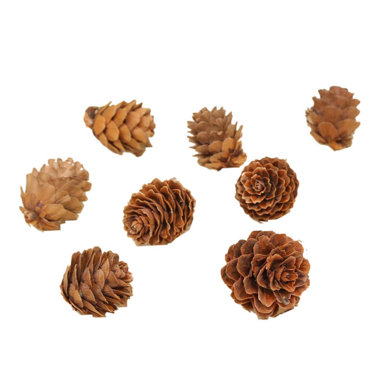 210piezas Decoraciones De Piñas Naturales Secas De Piñas De Adorno Vegetal para Acción De Gracias y Navidad para Decoración De Hogar
