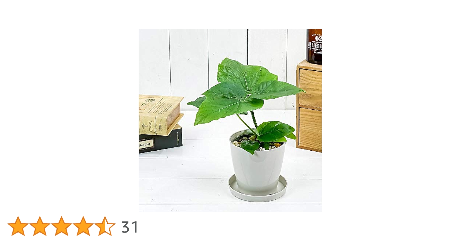 Amazon.co.jp: PLANCHU 観葉植物 フィカス ウンベラータ 3.5号鉢